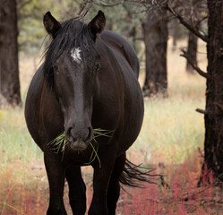 Wild horses grazing in the forest in Northern Arizona