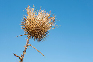Dry milk thistle on a background of blue sky, close-up.