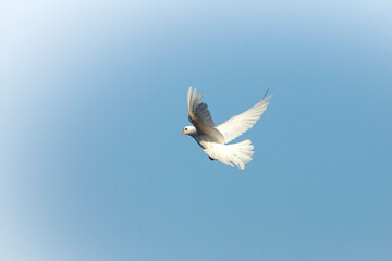 Fototapeta na wymiar The white dove is a symbol of Peace
