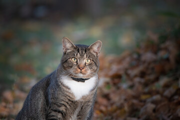 Portrait of a surprised big gray cat in an autumn park with a highly blurred background, close-up.
