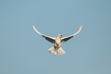 The white dove is a symbol of Peace