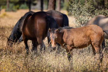 Wild horses grazing in the forest in Northern Arizona