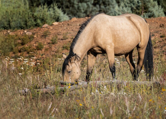 Wild horses grazing in the forest in Northern Arizona