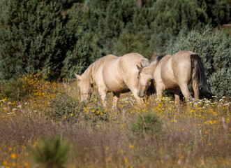 Wild horses grazing in the forest in Northern Arizona