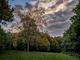 Obraz premium trees in the park