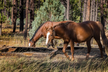 Fototapeta premium Wild horses grazing in the forest in Northern Arizona