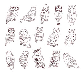 Owls birds wildlife animals vector illustrations set