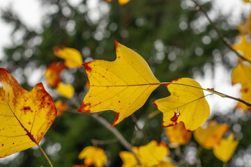 Yellow leaves of a Tulip tree (Liriodendron tulipifera) in the autumn. Golden foliage of a Whitewood.