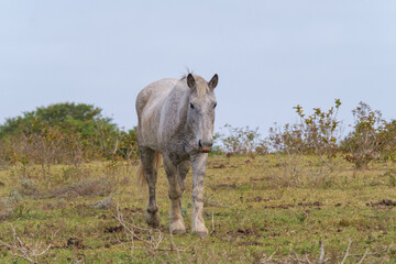 Fototapeta premium A white horse walking in the Nature