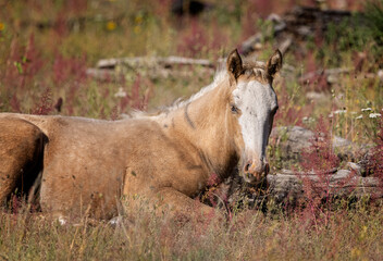 Wild horses grazing in the forest in Northern Arizona