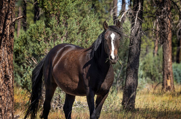 Wild horses grazing in the forest in Northern Arizona