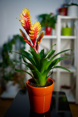 Potted Vriesea Bromelia Standard flower in full bloom standing in front of a flower stand