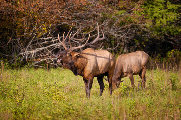 Fototapeta premium Cataloochee Valley in the Smoky Mountains, North Carolina,