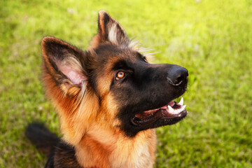 Portrait of a young German shepherd dog.