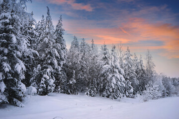 Winter forest at dawn. Deep snow in the forest