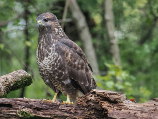 A common buzzard (Buteo buteo) in the forest