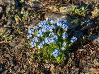 Beautiful floral natural background with forget-me-not (Eritrichium villosum) close up on a background of rocks in the mountains.