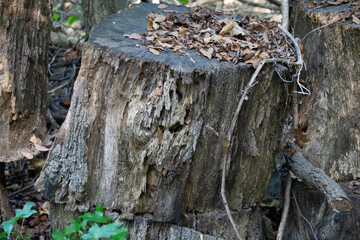 Fototapeta premium Stack of tree trunk with roots