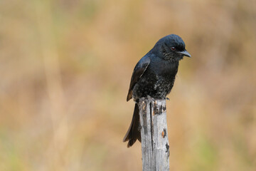 Obraz premium Fork tailed, Glossy-backed Drongo, Bird