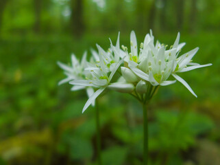 Wild garlic (Allium ursinum) flowering in spring forest