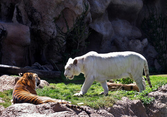 Seltenheit Teneriffa  Loropark Spain Tiger