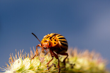 Beetle Leptinotarsa decemlineata, macro frame, sits on the grass against the sky.