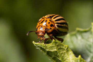 Beetle Leptinotarsa decemlineata, close-up frame, sitting on a leaf.