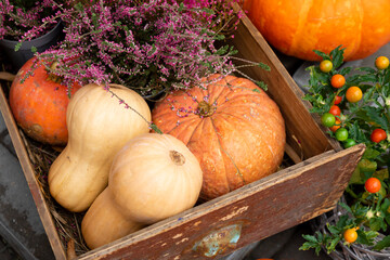 Pumpkins in a box. A composition of bright ripe pumpkins.