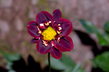 Obraz premium Maroon Flame Dahlia Mandala 03