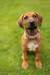 Ridgeback Welpe