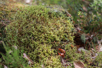 Close up details from natural eastern european forest.