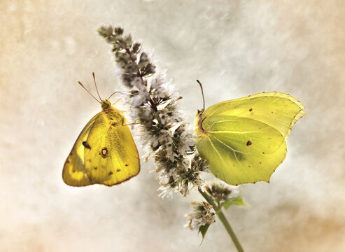 Żółte motyle