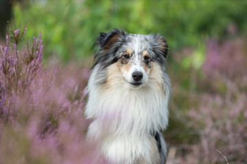 Close up photo of blue merle shetland sheepdog sheltie dog portrait photo in forest near blooming heathers.