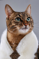 Fashion beauty pretty tabby cat is wearing fur shawl. Proud kitten in a fur collar posing in a photo studio. Brown domestic cat looks like a queen. Selective focus