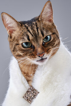 Fashion beauty pretty tabby cat is wearing fur shawl. Proud kitten in a fur collar posing in a photo studio. Brown domestic cat looks like a queen. Selective focus