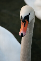 Obraz premium Schwan