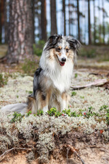 Fototapeta premium Beautiful Blue merle shetland sheepdog fluffy sheltie sitting on forest moss.