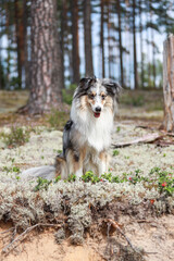 Beautiful Blue merle shetland sheepdog fluffy sheltie sitting on forest moss.