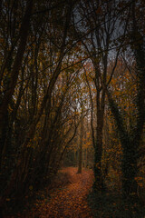 Walking path through the autumn