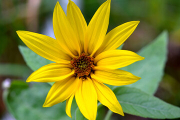 Jerusalem Artichoke Sunflower 03