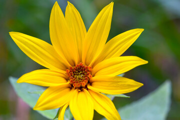 Jerusalem Artichoke Sunflower 04