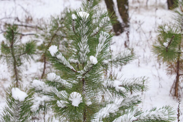 Pine tree branches covered with snow on a frosty, overcast winter day