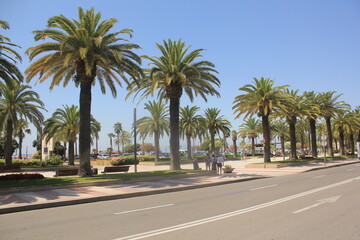 Fototapeta na wymiar Palm trees on the street