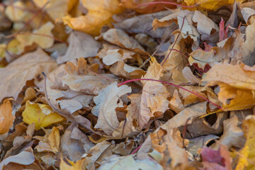 Beautiful autumn leaves on a tree in the park, close-up.