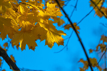 Beautiful autumn leaves on a tree in the park, close-up.