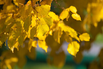 Beautiful autumn leaves on a tree in the park, close-up.