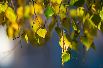 Beautiful autumn leaves on a tree in the park, close-up.