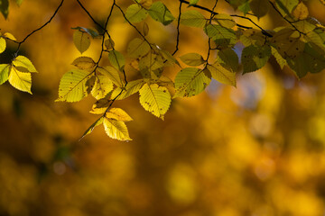Beautiful autumn leaves on a tree in the park, close-up.