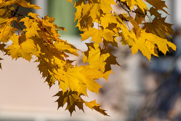 Beautiful autumn leaves on a tree in the park, close-up.