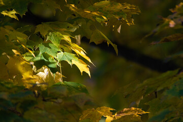 Beautiful autumn leaves on a tree in the park, close-up.